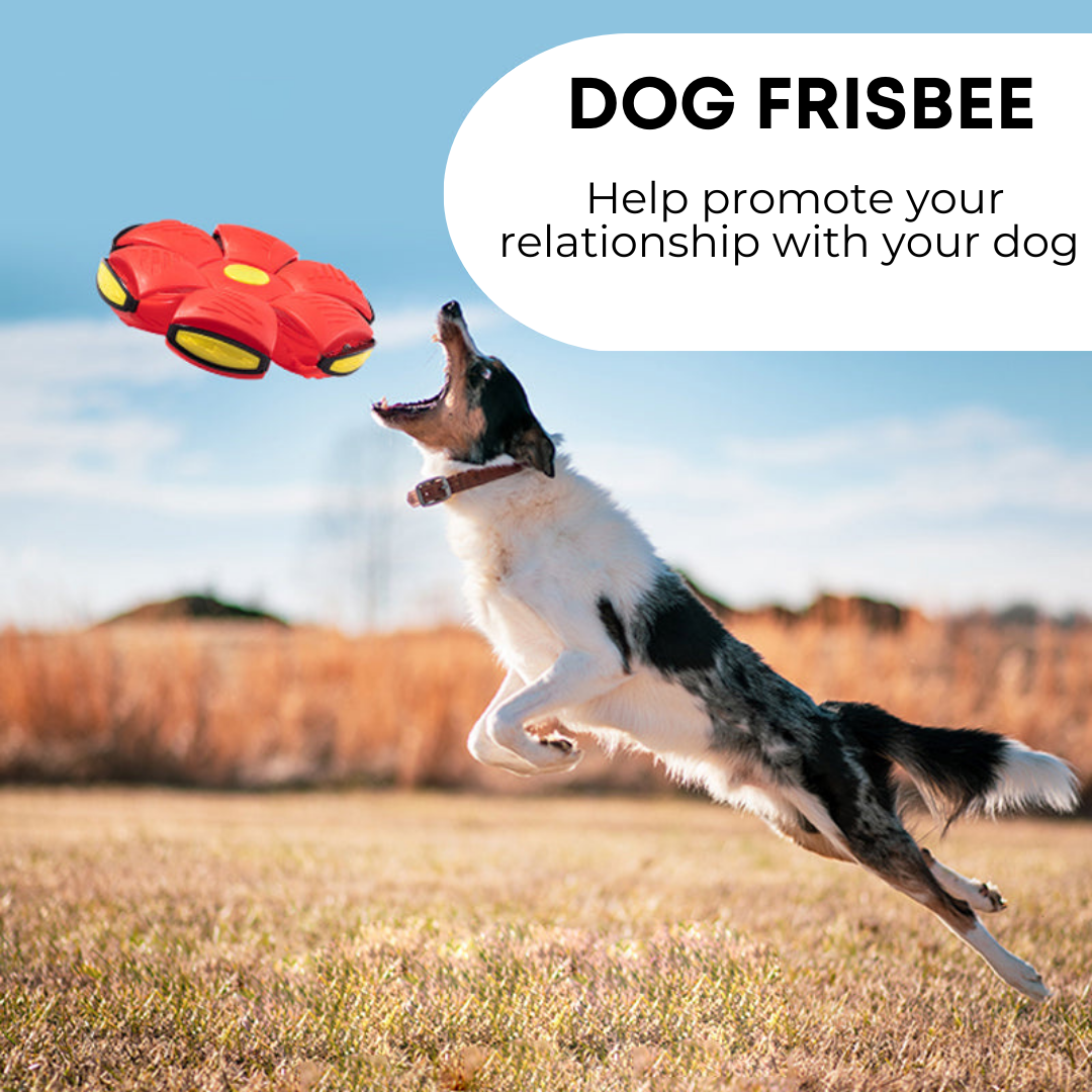 MacFloof Dog Frisbee